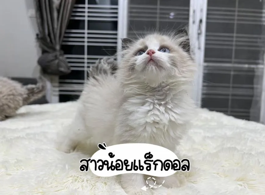 แมวแร็กดอลล์ สวยมาดูตัวจริงได้ กรุงเทพ