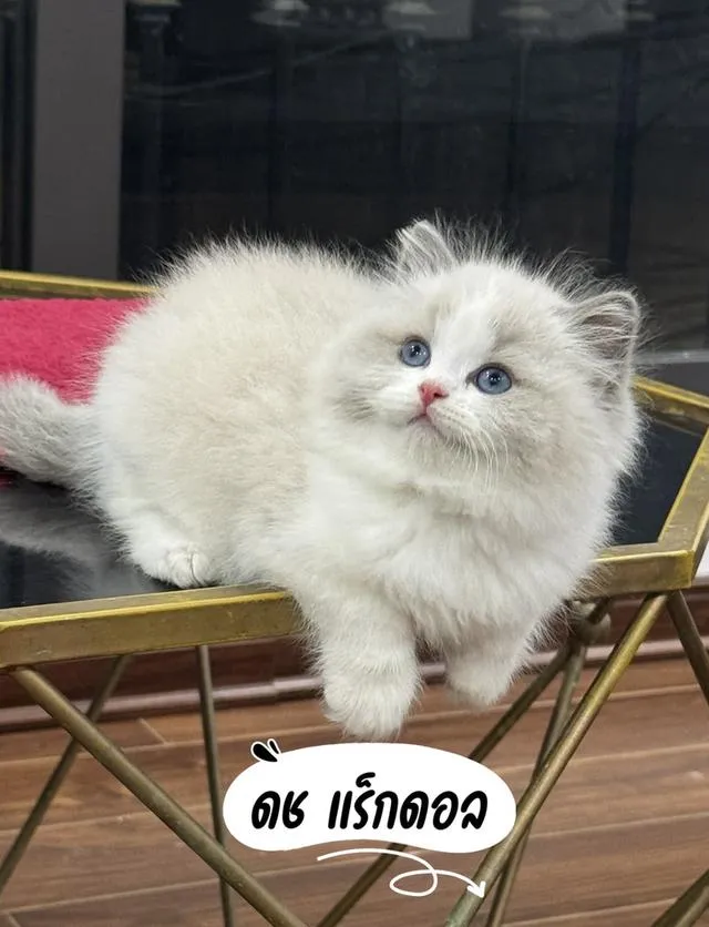 แมวแร็กดอลล์ สวยมาดูตัวจริงได้ กรุงเทพ