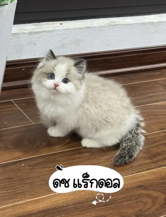 แมวแร็กดอลล์ สวยมาดูตัวจริงได้ กรุงเทพ