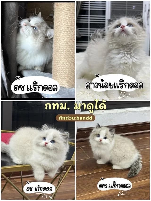 แมวแร็กดอลล์ สวยมาดูตัวจริงได้ กรุงเทพ