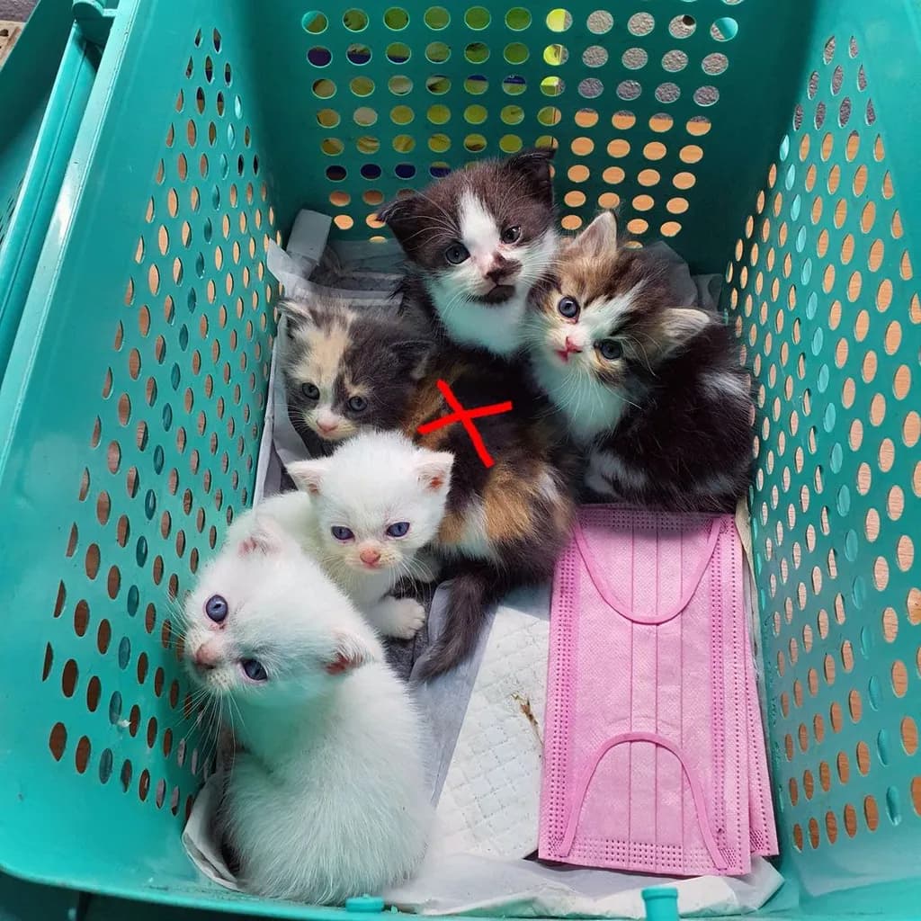 หาบ้านให้ หลานๆ ครับ เลี้ยงไม่ไหว เอาไปแบบในราคาแบ่งเลี้ยงครับ