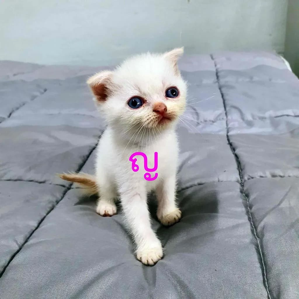 หาบ้านให้ หลานๆ ครับ เลี้ยงไม่ไหว เอาไปแบบในราคาแบ่งเลี้ยงครับ