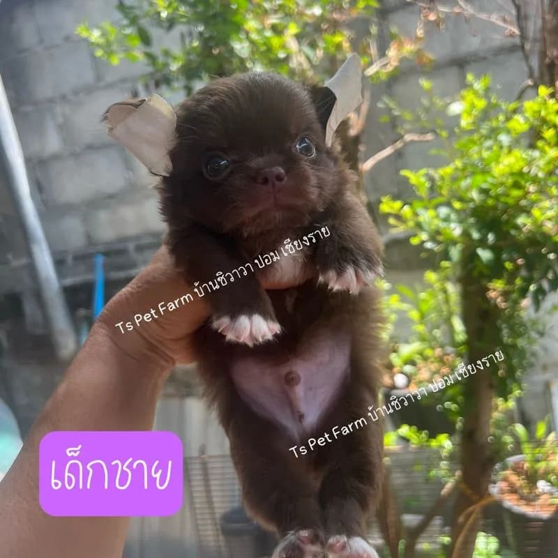 ชิวาวาแท้