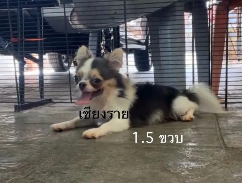 ชิวาวาแท้