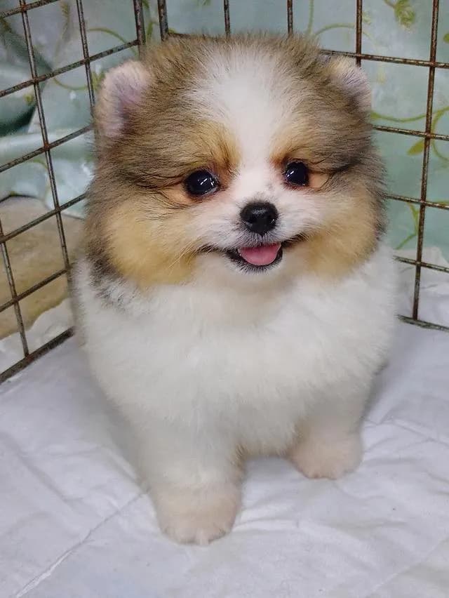 สุนัขปอมเมอเรเนียนแท้
