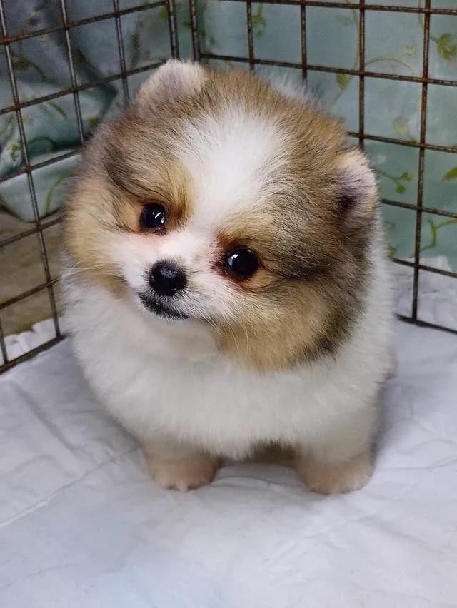 สุนัขปอมเมอเรเนียนแท้