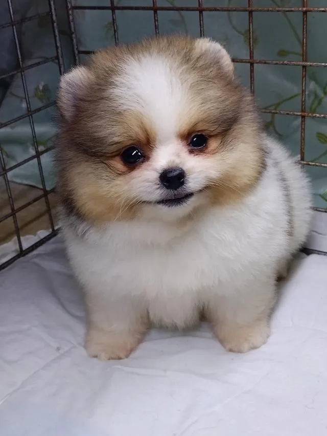 สุนัขปอมเมอเรเนียนแท้