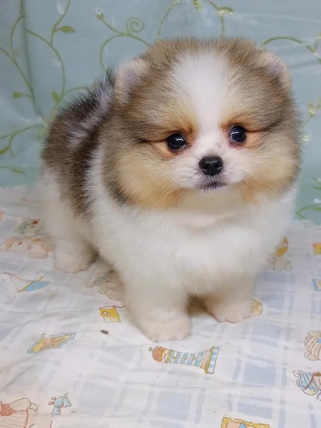 สุนัขปอมเมอเรเนียนแท้