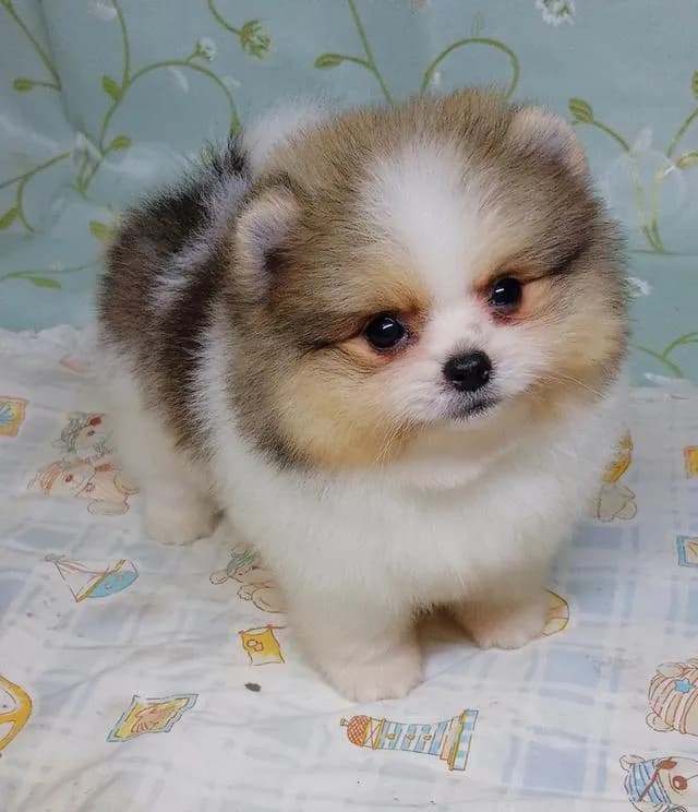 สุนัขปอมเมอเรเนียนแท้
