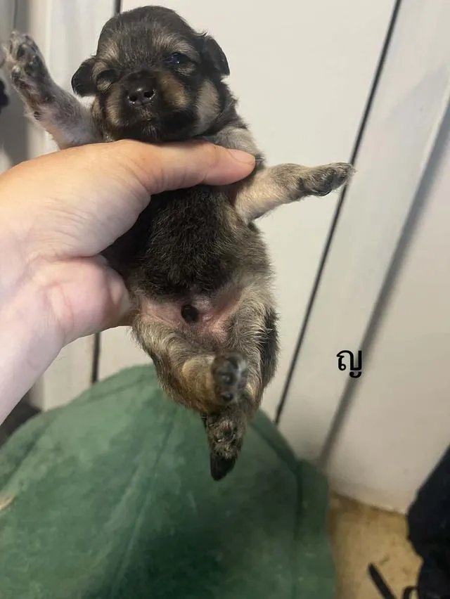 ลูกสุนัขชิวาวาไซค์เล็ก