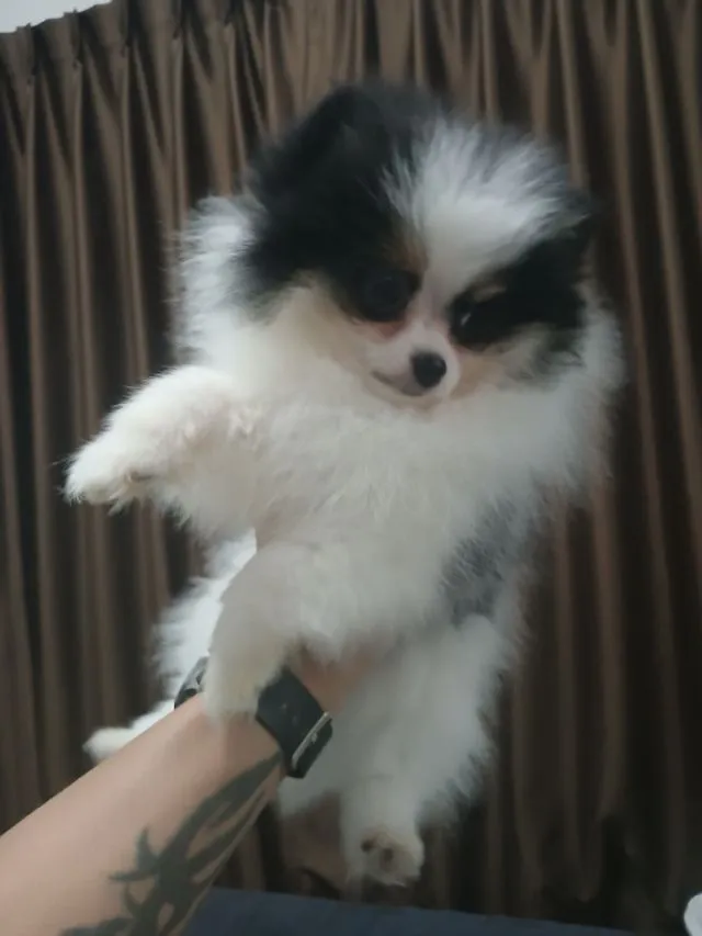 หา พ่อ แม่ใหม่ให้สาวน้อยสีไตร อายุ6เดือนกว่า