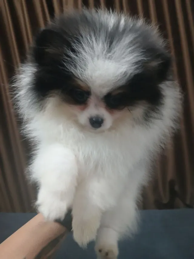หา พ่อ แม่ใหม่ให้สาวน้อยสีไตร อายุ6เดือนกว่า