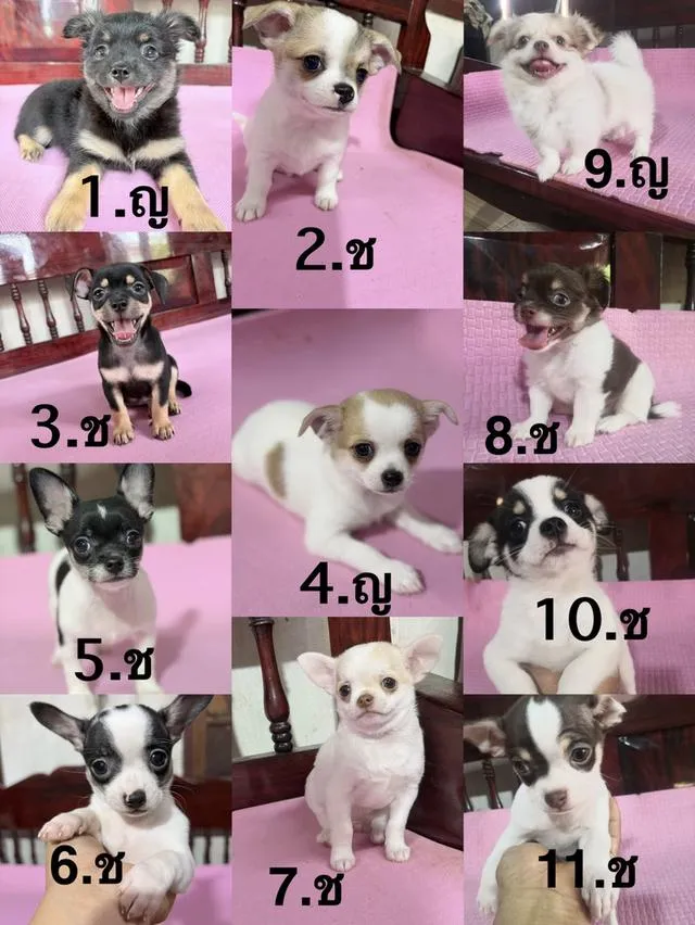 ชิวาว่าแท้ เพศผู้ เพศเมีย