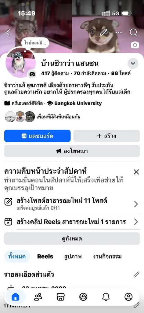 ชิวาว่าแท้ เพศผู้ เพศเมีย