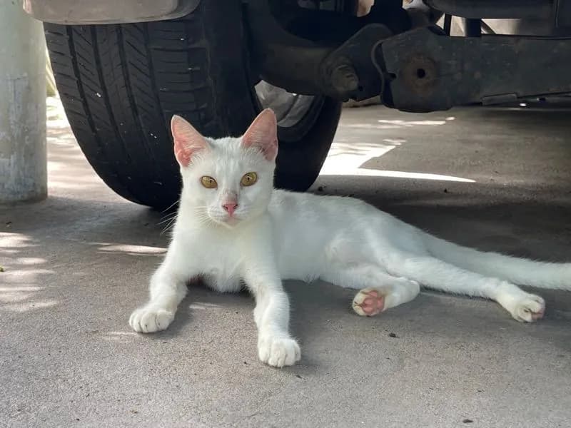 แมวขาวมณีเพศเมีย