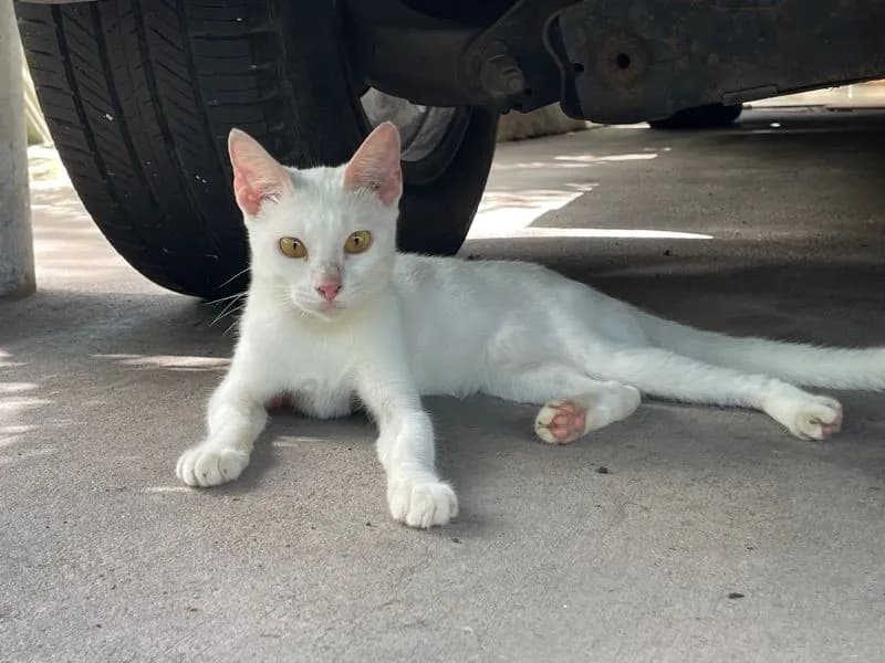 แมวขาวมณีเพศเมีย