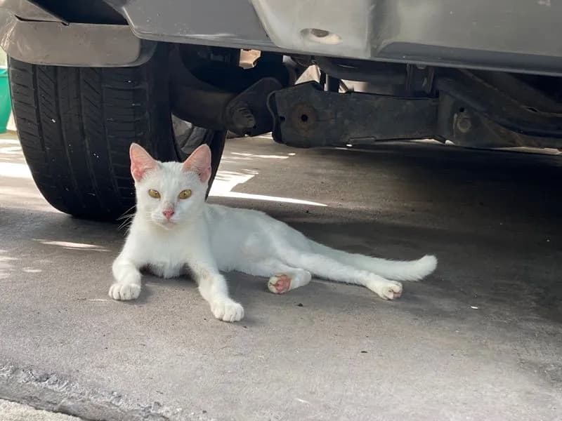แมวขาวมณีเพศเมีย