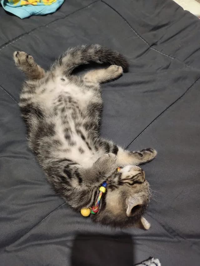 สก๊อตติช