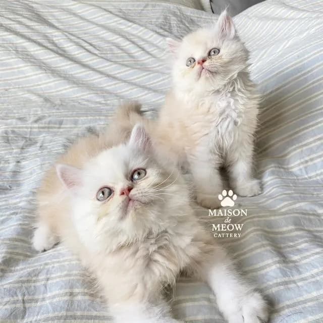เปอร์เซียตัวผู้สีครีมส้ม