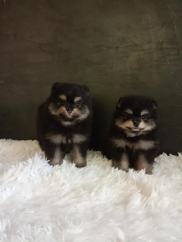 สุนัขพันธุ์ปอมเมอเรเนียน