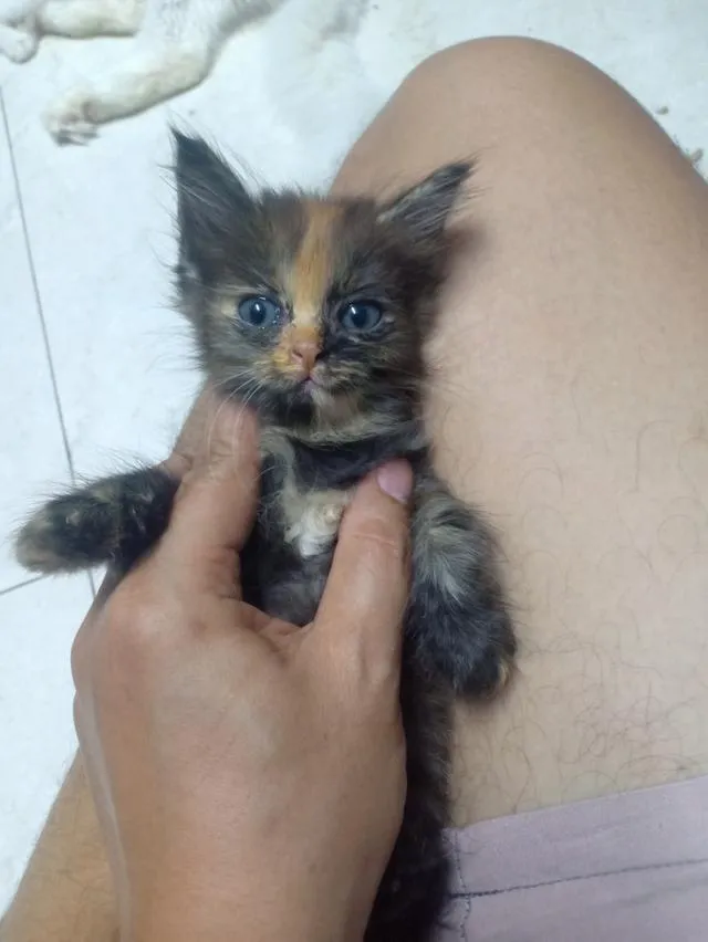 ลูกแมวเปอร์เซีย กทม.บางแค