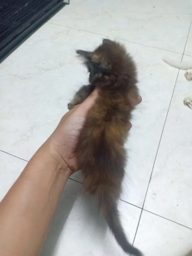 ลูกแมวเปอร์เซีย กทม.บางแค