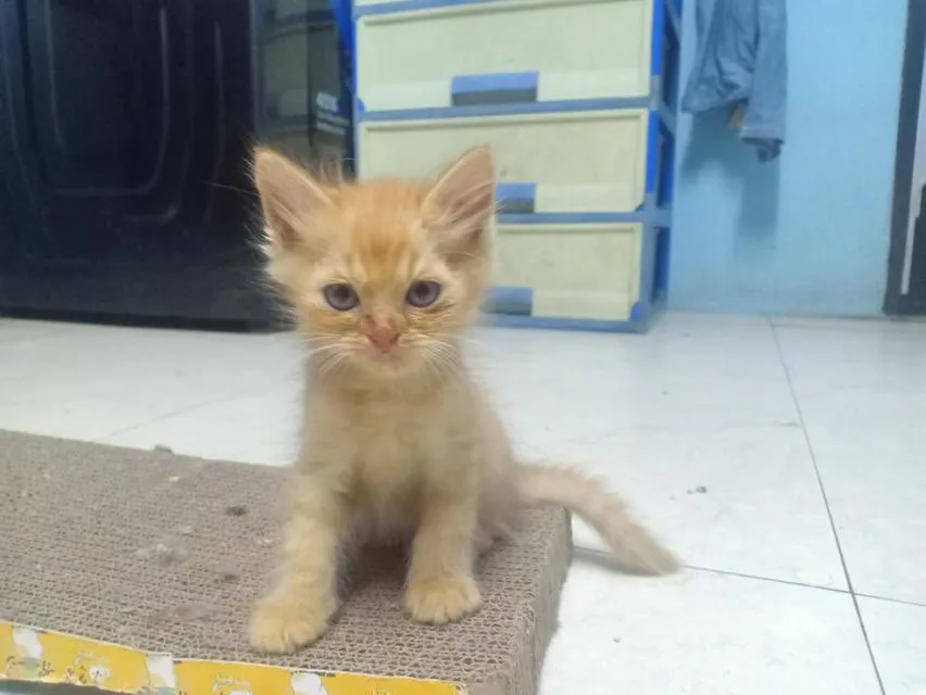 ลูกแมวเปอร์เซีย กทม.บางแค
