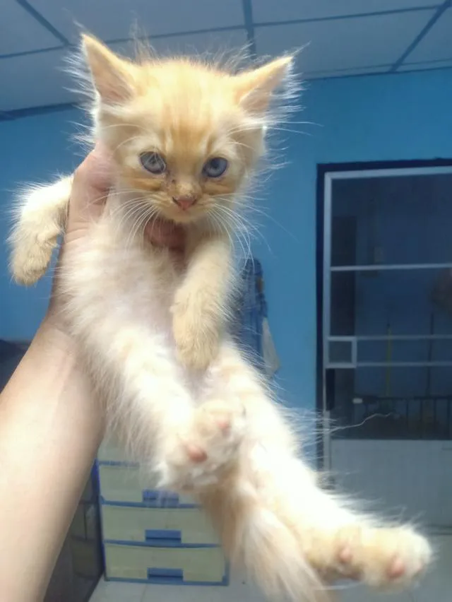 ลูกแมวเปอร์เซีย กทม.บางแค