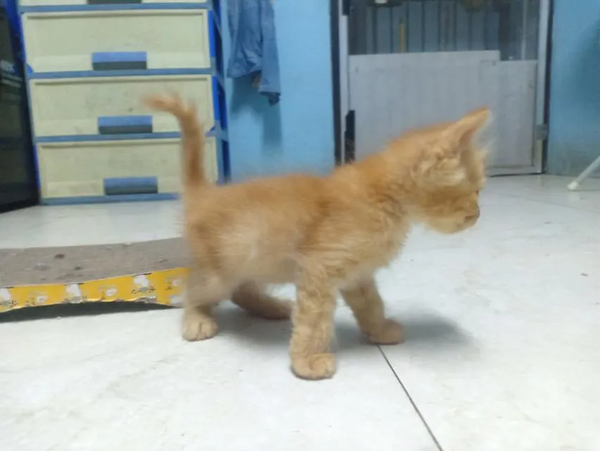 ลูกแมวเปอร์เซีย กทม.บางแค