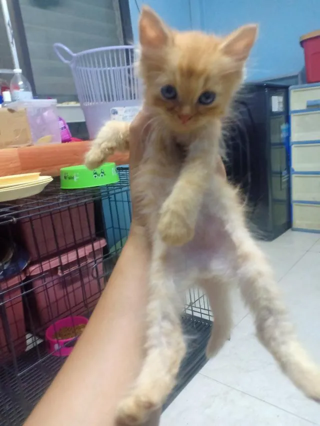 ลูกแมวเปอร์เซีย กทม.บางแค