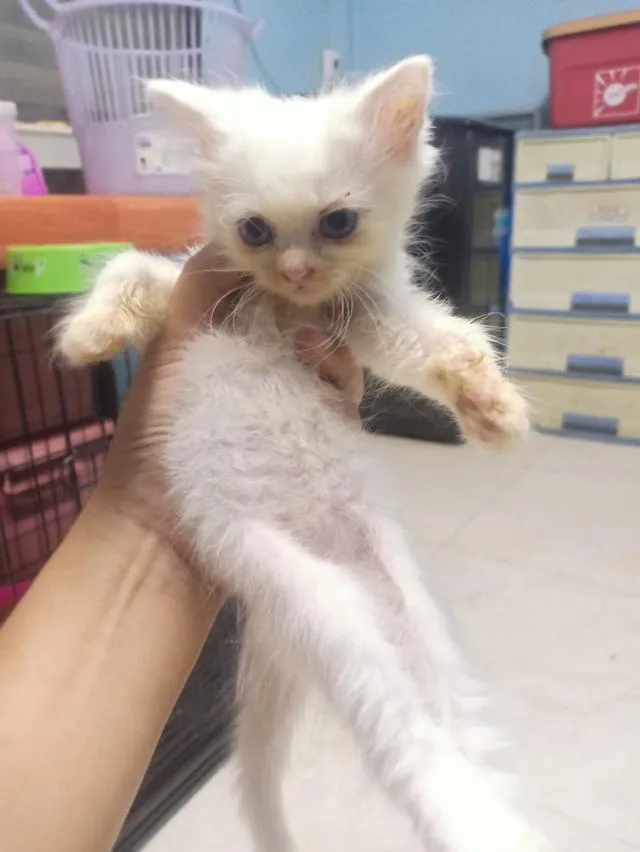 ลูกแมวเปอร์เซีย กทม.บางแค