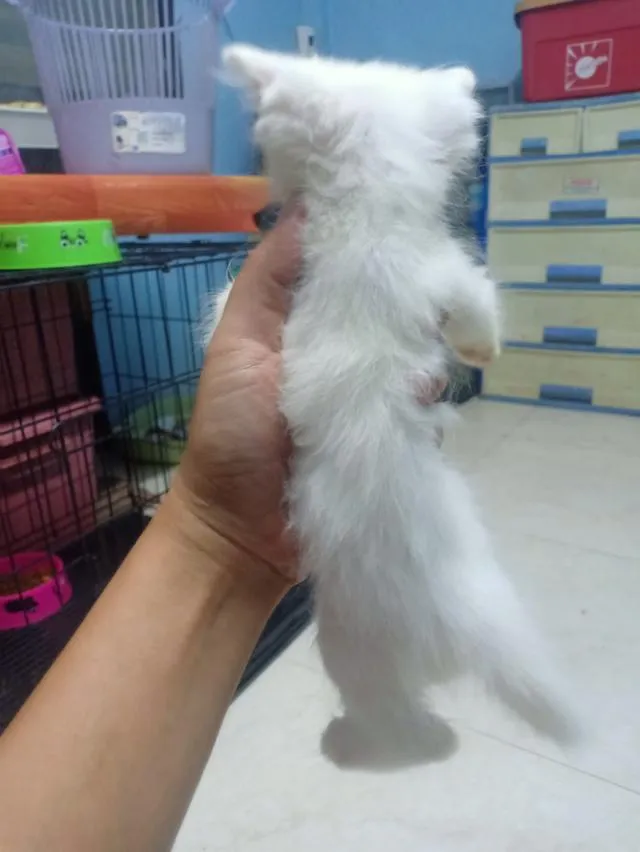 ลูกแมวเปอร์เซีย กทม.บางแค