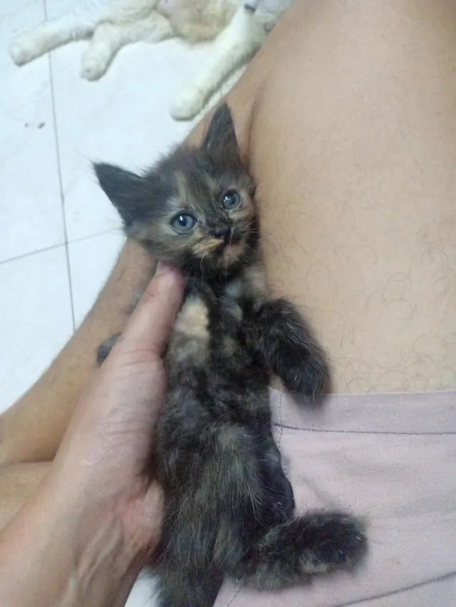 ลูกแมวเปอร์เซีย กทม.บางแค