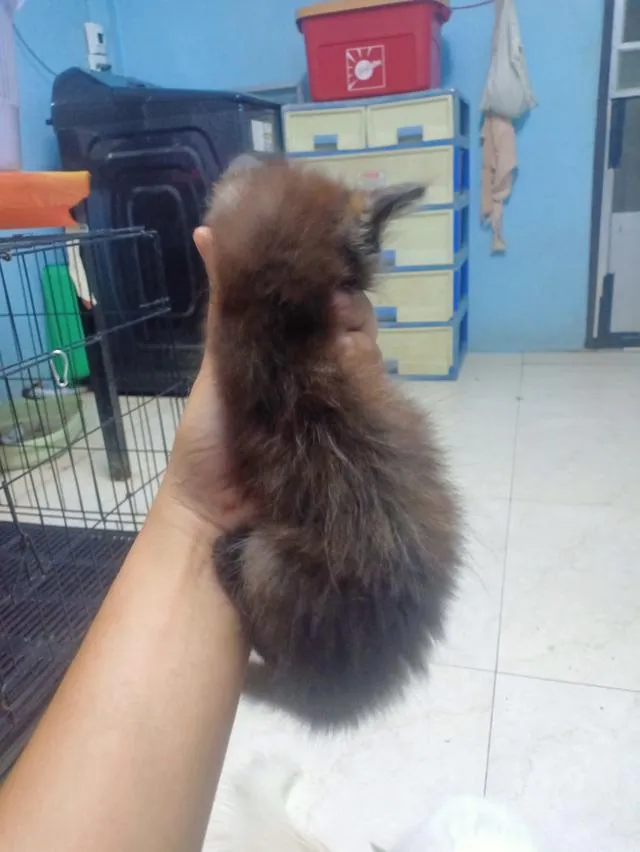 ลูกแมวเปอร์เซีย กทม.บางแค
