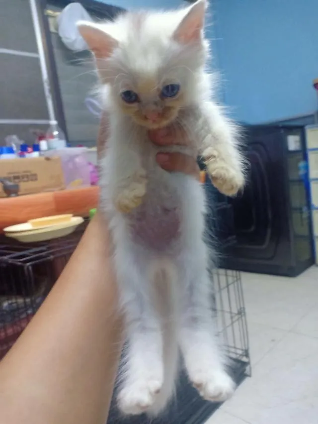 ลูกแมวเปอร์เซีย กทม.บางแค