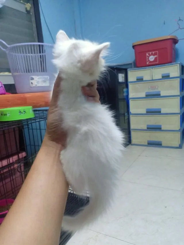 ลูกแมวเปอร์เซีย กทม.บางแค