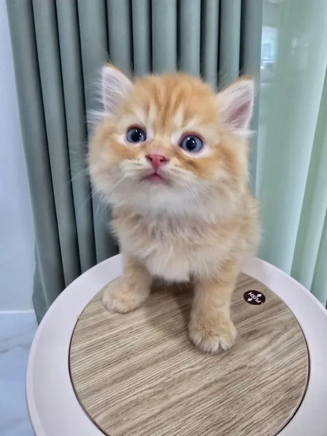 น้องแมวเปอร์เซีย น้องแมวเมนคูน ราชบุรี นครปฐม