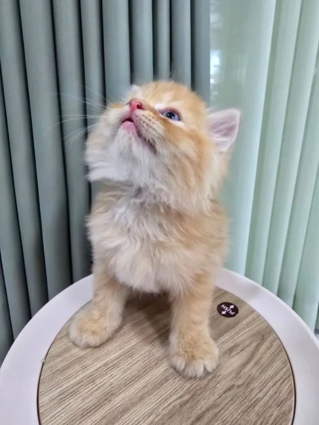 น้องแมวเปอร์เซีย น้องแมวเมนคูน ราชบุรี นครปฐม