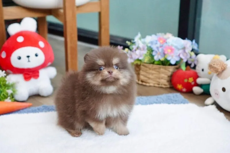 ปอมแท้ สีช็อคแทน เพศผู้