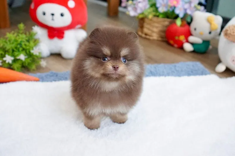 ปอมแท้ สีช็อคแทน เพศผู้