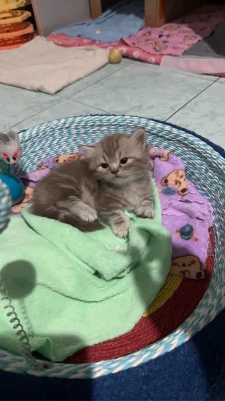 แมวสก็อตติชมันกิ้น