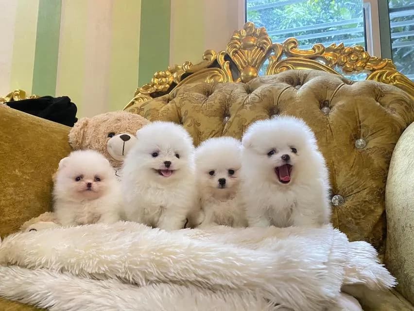 จำหน่ายลูกปอมเมอเรเนียนแท้ ราคากันเอง