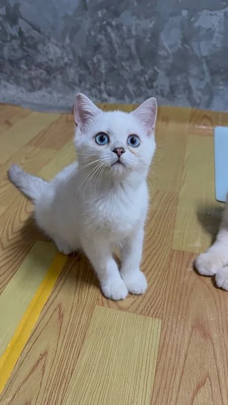 แมวบริติชผสมสก๊อตติช