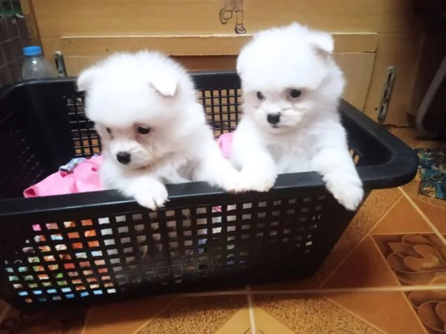 ลูกหมาปอมเมอเรเนียนเพศผู้1เมีย1