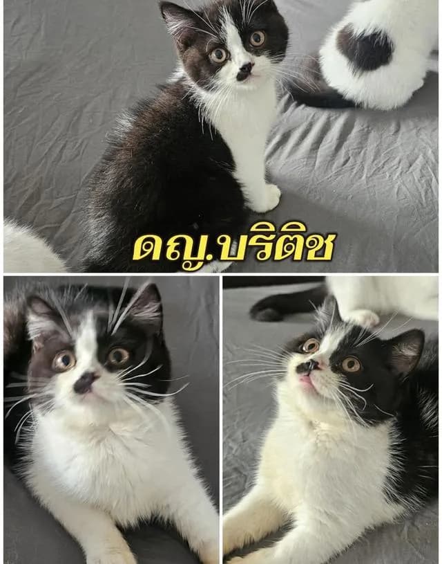 แมว บริติชช็อคแฮร์ ขนสั้นเด็กๆอยู่กทม มาดูได้ค่ะ