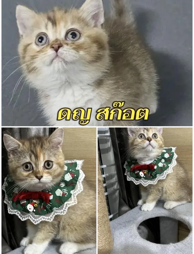 แมว บริติชช็อคแฮร์ ขนสั้นเด็กๆอยู่กทม มาดูได้ค่ะ