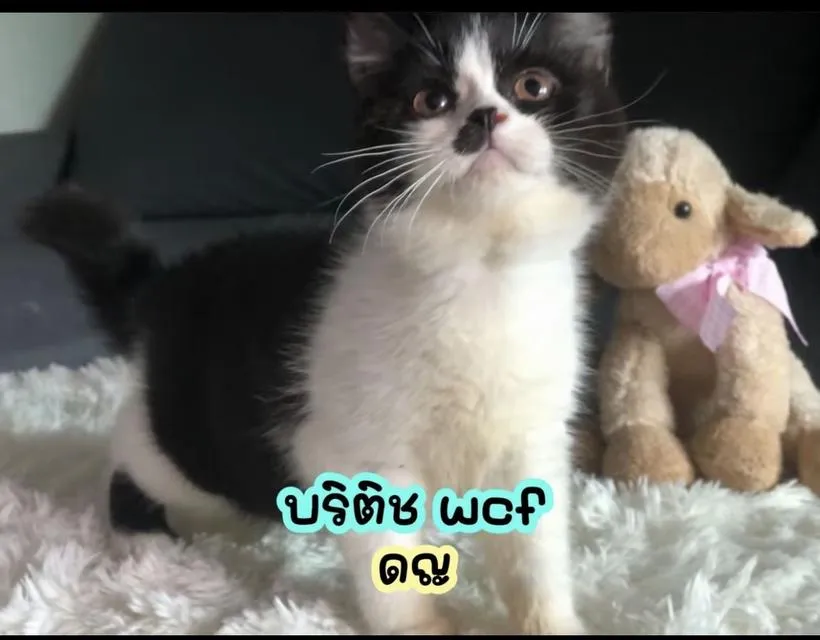 แมว บริติชช็อคแฮร์ ขนสั้นเด็กๆอยู่กทม มาดูได้ค่ะ