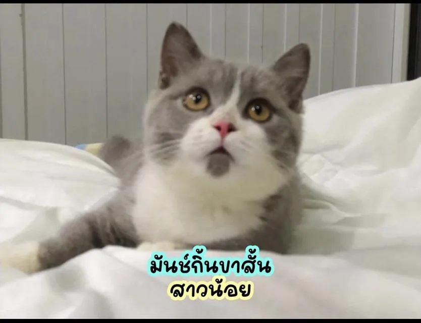 แมว บริติชช็อคแฮร์ ขนสั้นเด็กๆอยู่กทม มาดูได้ค่ะ