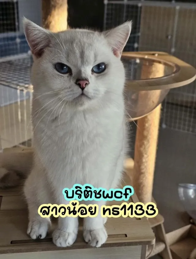 แมว บริติชช็อคแฮร์ ขนสั้นเด็กๆอยู่กทม มาดูได้ค่ะ