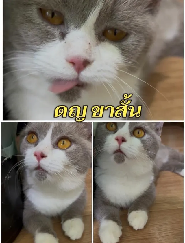 แมว บริติชช็อคแฮร์ ขนสั้นเด็กๆอยู่กทม มาดูได้ค่ะ